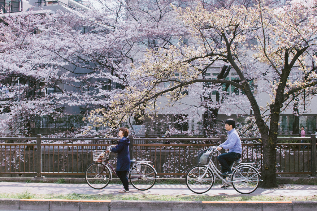 桜並木と自転車