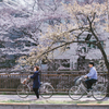 桜並木と自転車