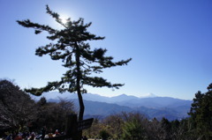 空と松。