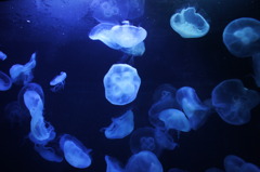 蒼に浮かぶ白たち。