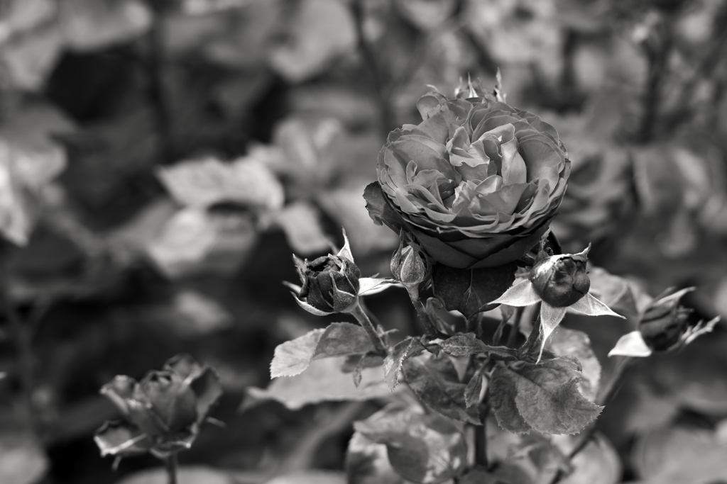 Monochromeの世界