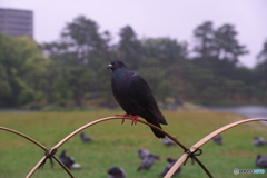 びしょ濡れ