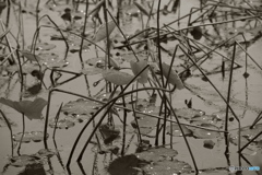 雨粒　蓮