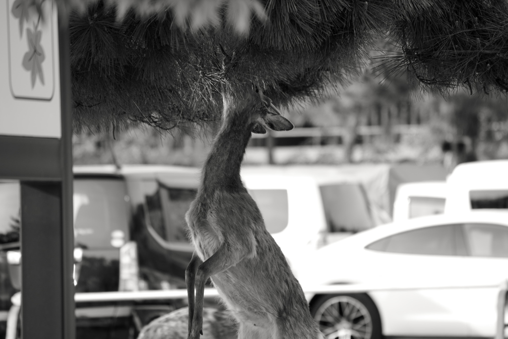 Monochromeの世界