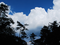 雲と森と