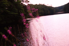 野に咲く花