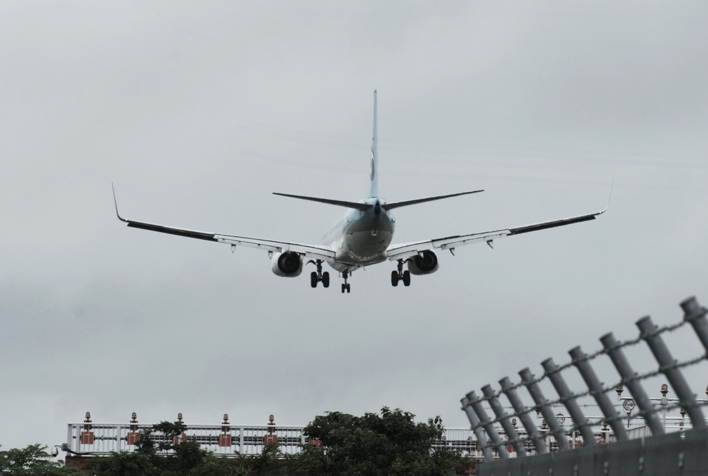 Landing approach 　大陸からの渡り鳥