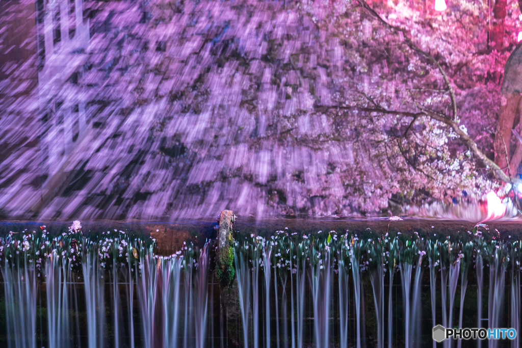 夜桜乱舞