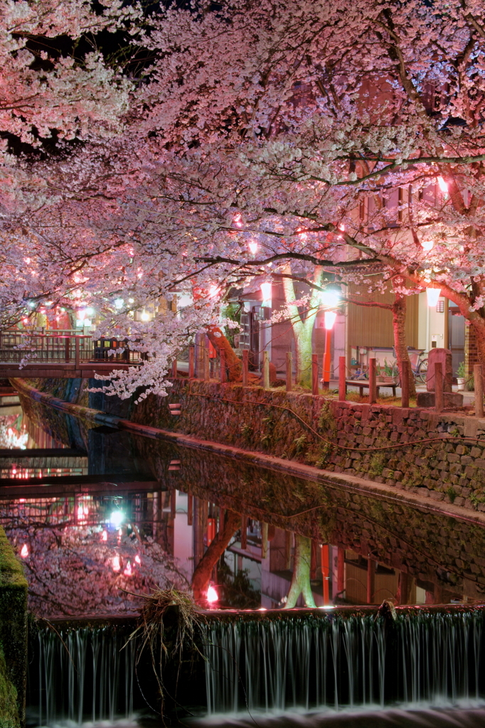 温泉街の夜桜