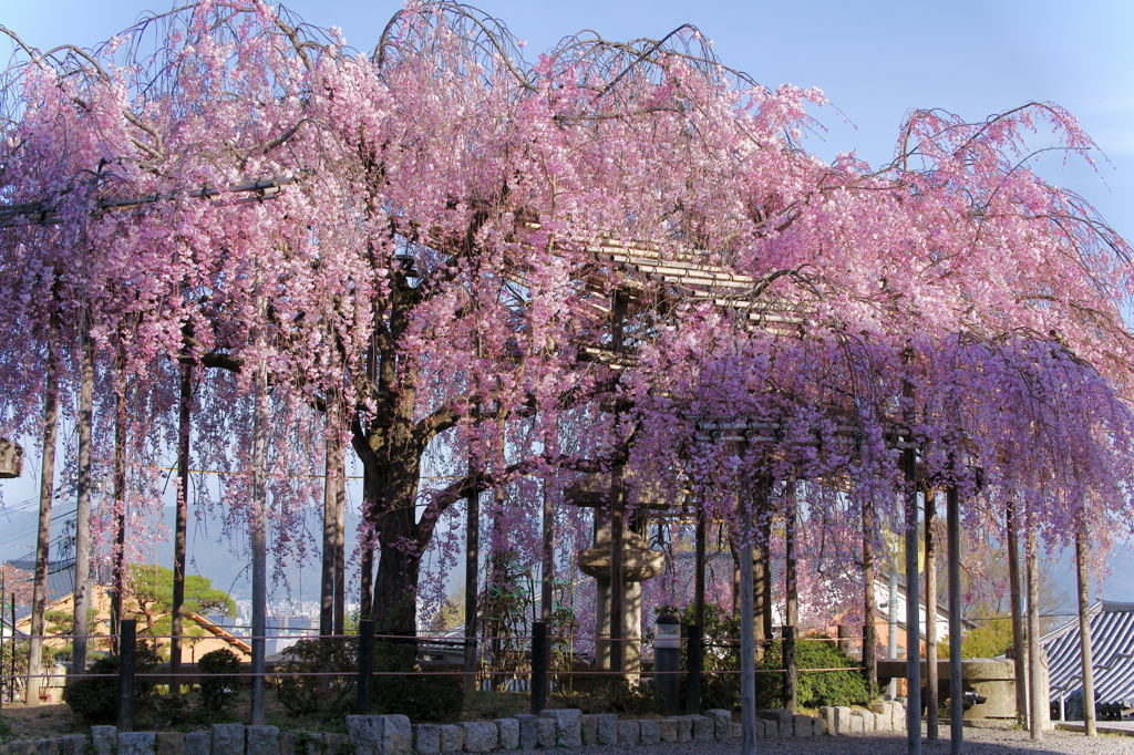 清水の枝垂桜