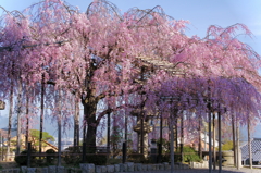 清水の枝垂桜