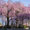 清水の枝垂桜
