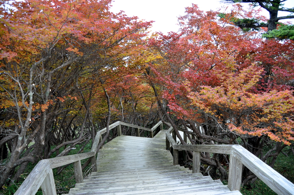 紅葉のトンネル