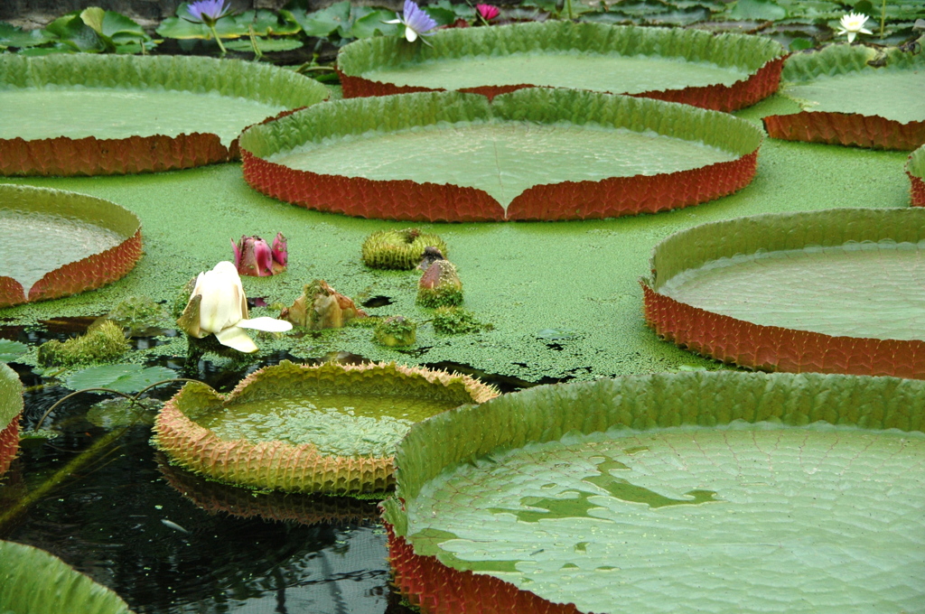 花鳥園（花編）-2