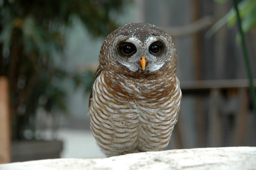 花鳥園（鳥編）－5