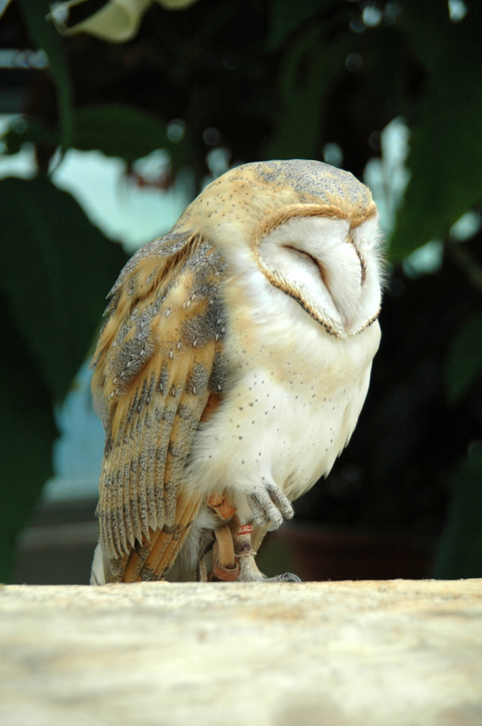 花鳥園（鳥編）－3