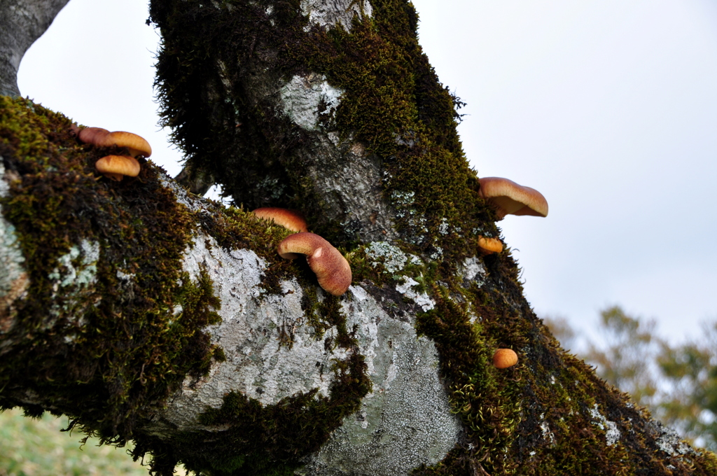 苔生す