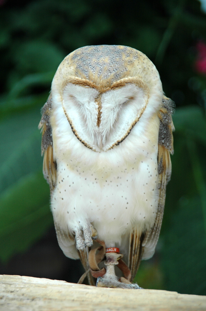 花鳥園（鳥編）－1