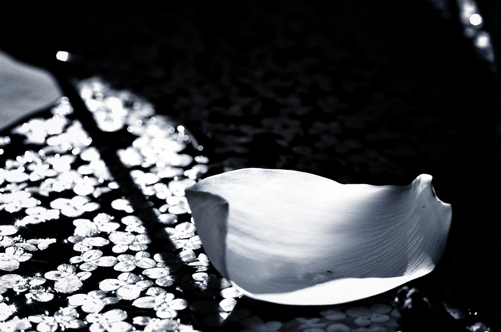 DSC_3622_mono