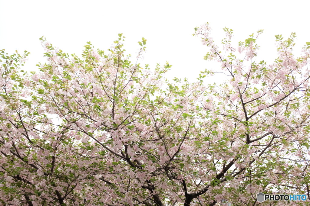 桜