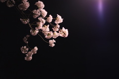 夜桜