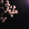 夜桜