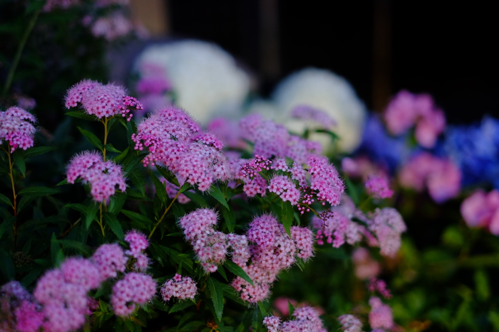 紫陽花