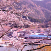 桜咲く港町