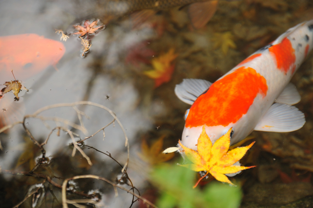 鯉と紅葉