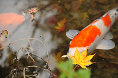 鯉と紅葉