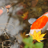 鯉と紅葉