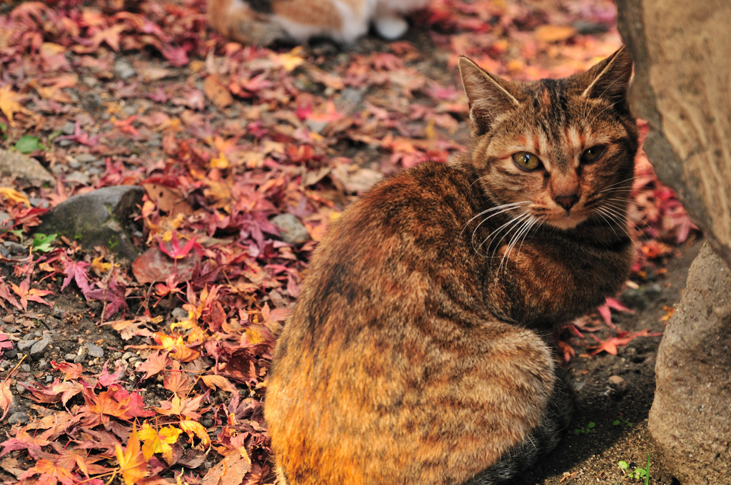 晩秋の虎猫
