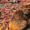 晩秋の虎猫
