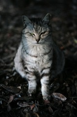 灰猫