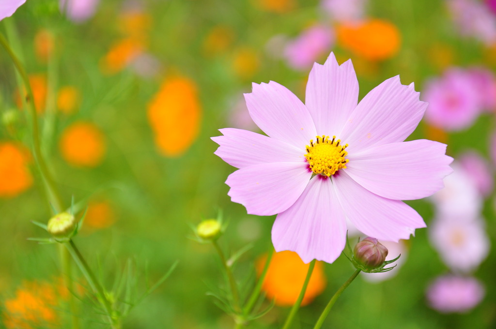 野に咲く花