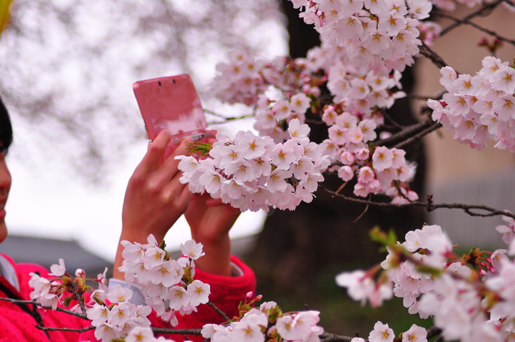 桜に夢中。