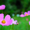 秋桜