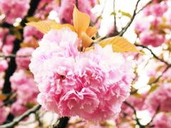 り ん ご 桜