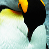 水 中 の 鳥