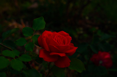 Rosso