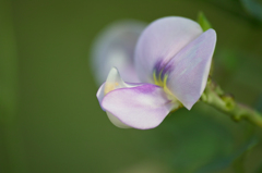 マメの花