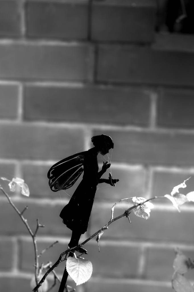 Fairy