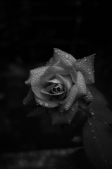 霧雨