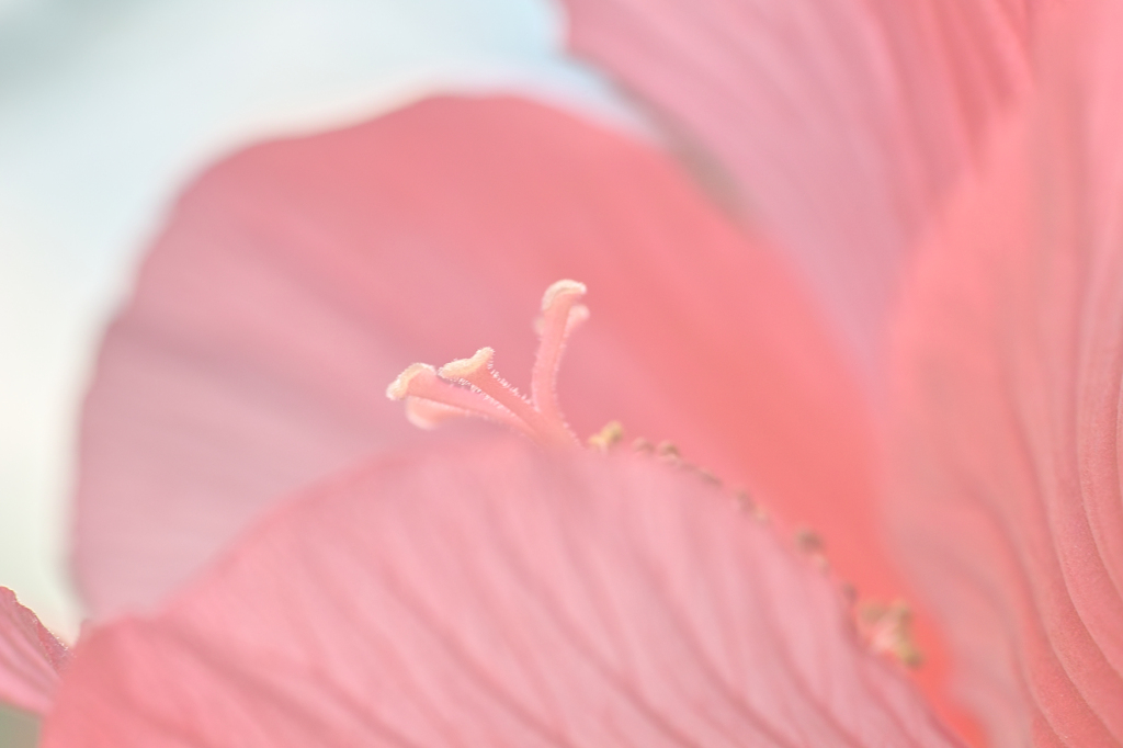 ふわり*
