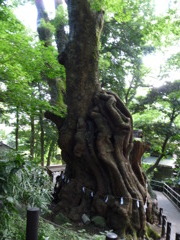 大楠