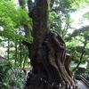 大楠