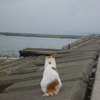 猫～背中で語る～