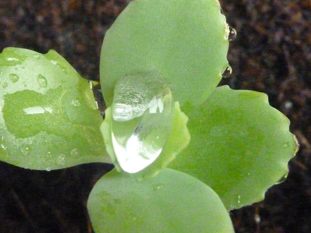 植物