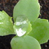 植物