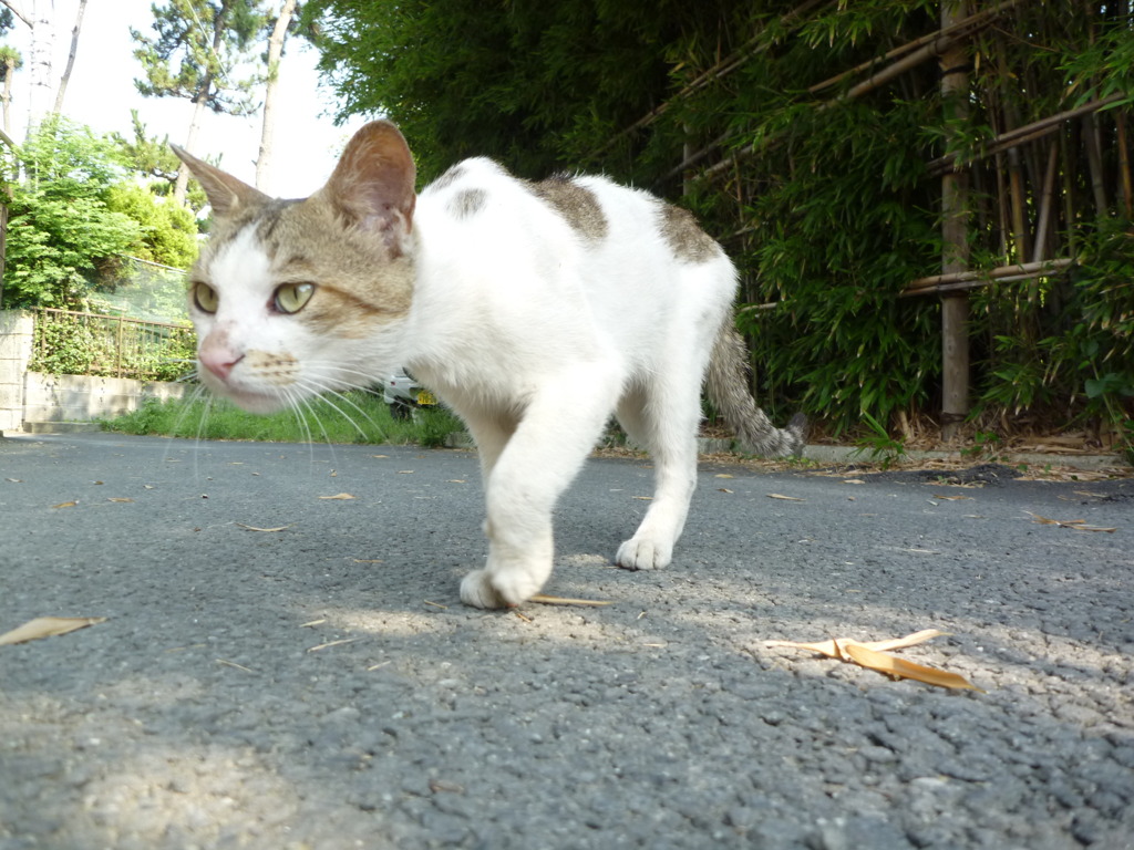 迫りくる猫
